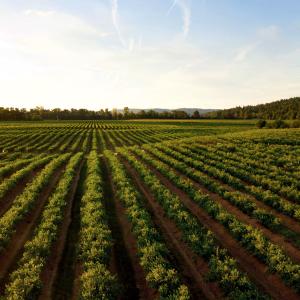 Coltivazioni agricole