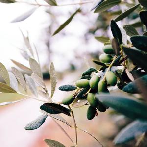 Premio nazionale Olio extravergine d’oliva