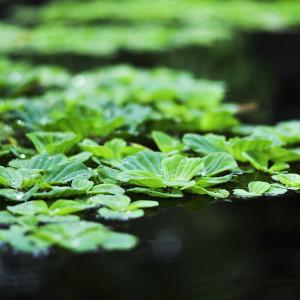 Bioeconomia circolare 