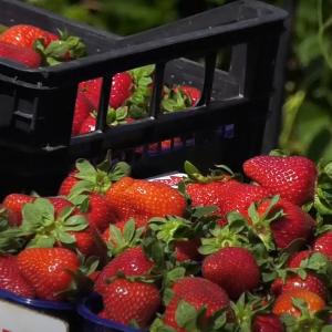 Le fragole dell'Azienda Agricola Manai