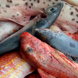 bandi innovativi a sostegno di pesca costiera e acquacoltura