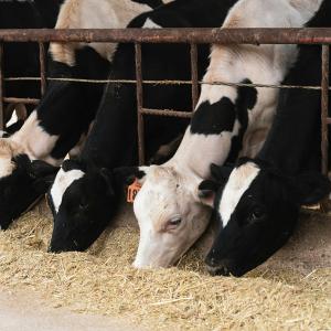 Industria mangimistica