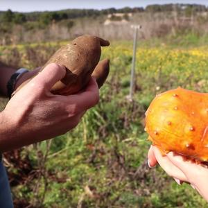 a Laconi si coltiva frutta esotica