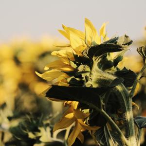 <span>Photo by <a href="https://unsplash.com/@roma_kaiuk?utm_source=unsplash&utm_medium=referral&utm_content=creditCopyText">Roma Kaiuk</a> on <a href="https://unsplash.com/s/photos/agricultural?utm_source=unsplash&utm_medium=referral&utm_content=creditCopyText">Unsplash</a></span> settore florovivaistico