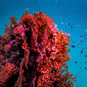 Corallo rosso