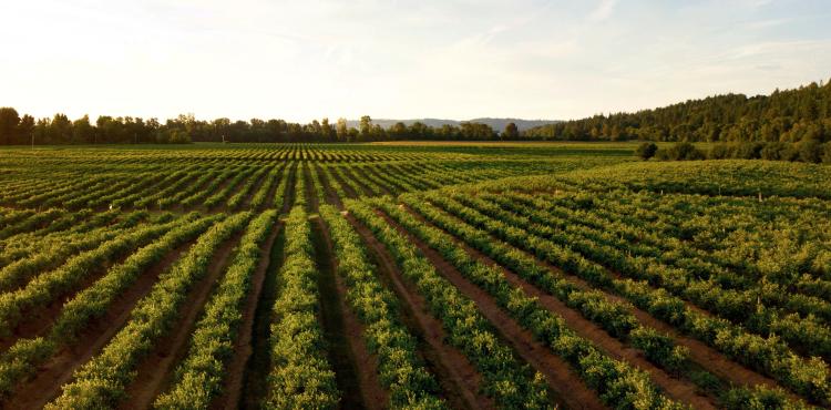 Coltivazioni agricole