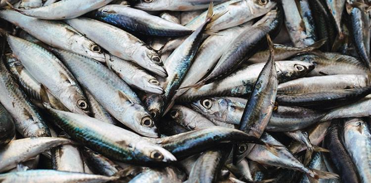 Mercato telematico della pesca