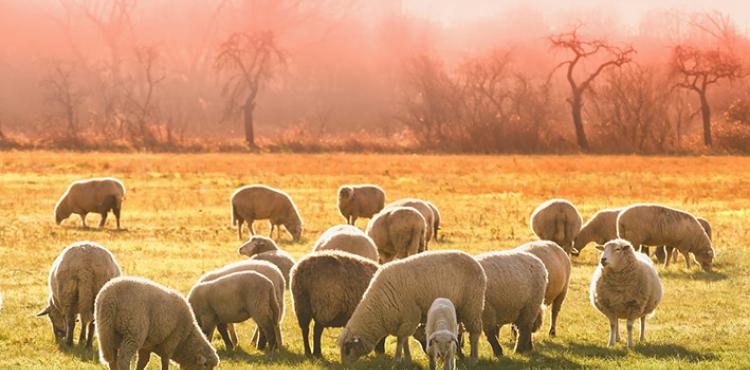 Premio unico campagna 2023