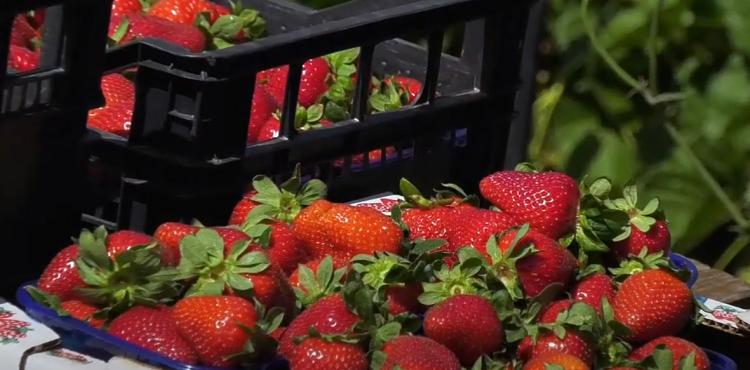 Le fragole dell'Azienda Agricola Manai