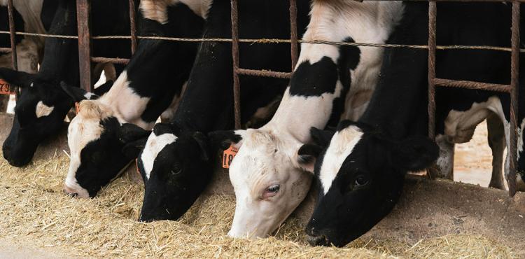 Industria mangimistica