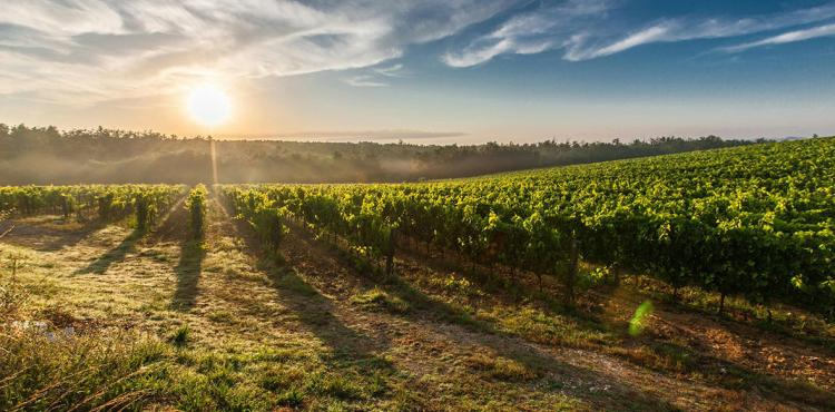 Agricoltura, finanziamenti da Intesa Sanpaolo per le pmi