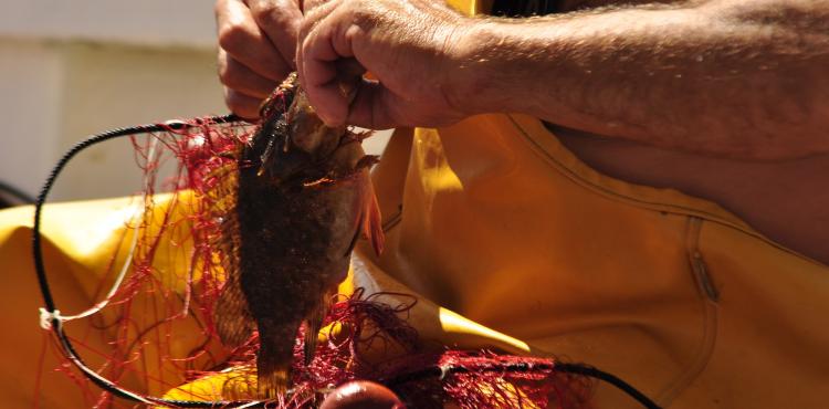 i pescatori dell'asinara i pescatori dell'asinara