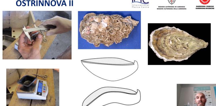 ostrinnova - un'immagine del video dimostrativo ostrinnova - un'immagine del video dimostrativo