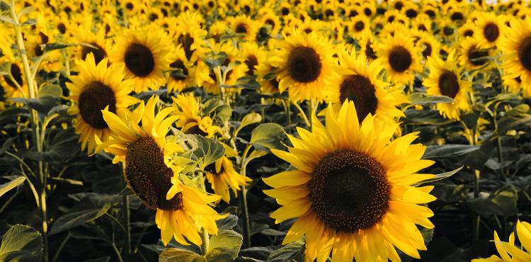 <span>Photo by <a href="https://unsplash.com/@roma_kaiuk?utm_source=unsplash&utm_medium=referral&utm_content=creditCopyText">Roma Kaiuk</a> on <a href="https://unsplash.com/s/photos/agricultural?utm_source=unsplash&utm_medium=referral&utm_content=creditCopyText">Unsplash</a></span> Agricoltura