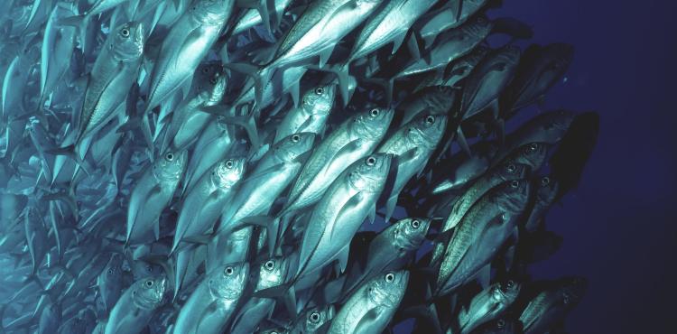 <span>Photo by <a href="https://unsplash.com/@frogman39?utm_source=unsplash&utm_medium=referral&utm_content=creditCopyText">Jet Kim</a> on <a href="https://unsplash.com/s/photos/tuna?utm_source=unsplash&utm_medium=referral&utm_content=creditCopyText">Unsplash</a></span> Tonni