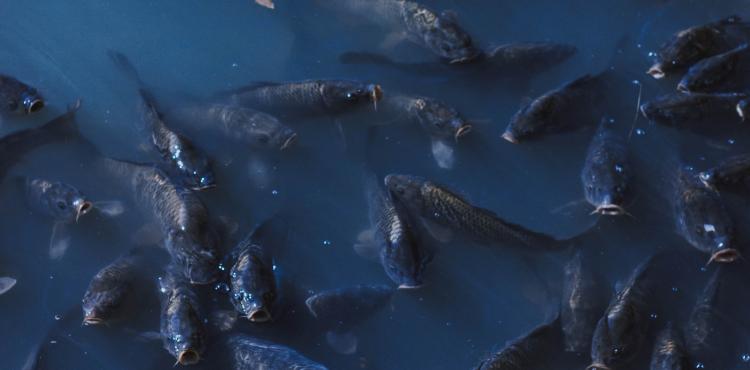 <span>Photo by <a href="https://unsplash.com/@matreding?utm_source=unsplash&utm_medium=referral&utm_content=creditCopyText">Mat Reding</a> on <a href="https://unsplash.com/s/photos/fish-sea?utm_source=unsplash&utm_medium=referral&utm_content=creditCopyText">Unsplash</a></span> Pesca