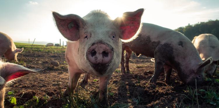 <span>Photo by <a href="https://unsplash.com/@debrupas?utm_source=unsplash&utm_medium=referral&utm_content=creditCopyText">Pascal Debrunner</a> on <a href="https://unsplash.com/s/photos/pig?utm_source=unsplash&utm_medium=referral&utm_content=creditCopyText">Unsplash</a></span> Suini