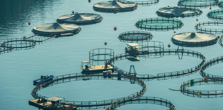 Acquacoltura