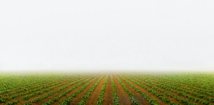 <span>Photo by <a href="https://unsplash.com/@clayleconey?utm_source=unsplash&utm_medium=referral&utm_content=creditCopyText">Clay LeConey</a> on <a href="https://unsplash.com/s/photos/agriculture-field?utm_source=unsplash&utm_medium=referral&utm_content=creditCopyText">Unsplash</a></span> Agricoltura