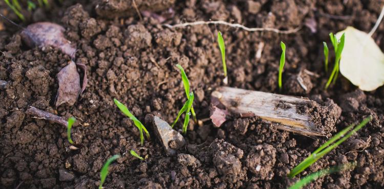 <span>Photo by <a href="https://unsplash.com/@markusspiske?utm_source=unsplash&utm_medium=referral&utm_content=creditCopyText">Markus Spiske</a> on <a href="https://unsplash.com/s/photos/agriculutre?utm_source=unsplash&utm_medium=referral&utm_content=creditCopyText">Unsplash</a></span> Agricoltura