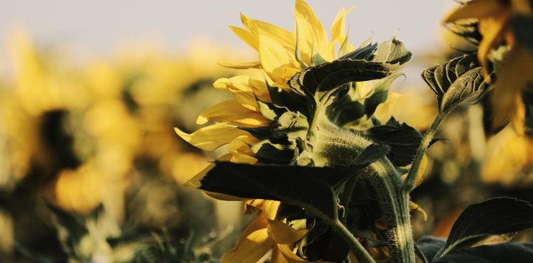 <span>Photo by <a href="https://unsplash.com/@roma_kaiuk?utm_source=unsplash&utm_medium=referral&utm_content=creditCopyText">Roma Kaiuk</a> on <a href="https://unsplash.com/s/photos/agricultural?utm_source=unsplash&utm_medium=referral&utm_content=creditCopyText">Unsplash</a></span> settore florovivaistico