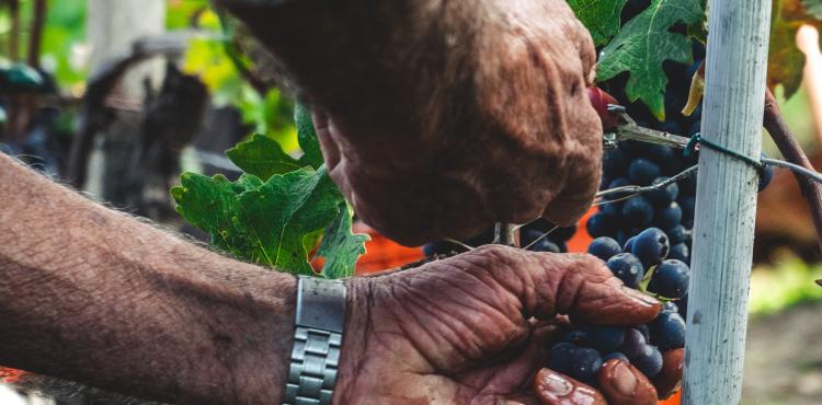 Photo by <a href="https://unsplash.com/@kaicaironejpg?utm_source=unsplash&utm_medium=referral&utm_content=creditCopyText">Andrea Cairone</a> on <a href="https://unsplash.com/s/photos/agricolture?utm_source=unsplash&utm_medium=referral&utm_content=creditCopyText">Unsplash</a> Agricoltura