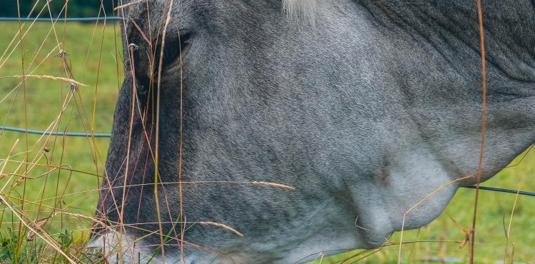 Photo by <a href="https://unsplash.com/@gretafarnedi?utm_source=unsplash&utm_medium=referral&utm_content=creditCopyText">Greta Farnedi</a> on <a href="https://unsplash.com/s/photos/breeding?utm_source=unsplash&utm_medium=referral&utm_content=creditCopyText">Unsplash</a> Agricoltura