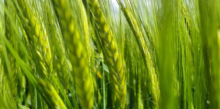 Photo by <a href="https://unsplash.com/@princeoflivingsteel?utm_source=unsplash&utm_medium=referral&utm_content=creditCopyText">Mirza Polat</a> on <a href="https://unsplash.com/s/photos/agricultural?utm_source=unsplash&utm_medium=referral&utm_content=creditCopyText">Unsplash</a> Agricoltura