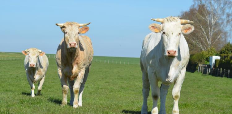 Allevamenti bovini - Foto di Nadine Doerle da Pixabay Allevamenti bovini - Foto di Nadine Doerle da Pixabay