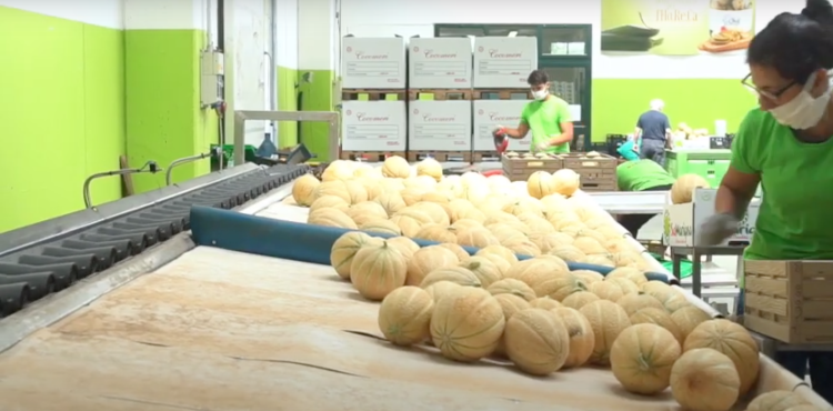 agricoltura - meloni