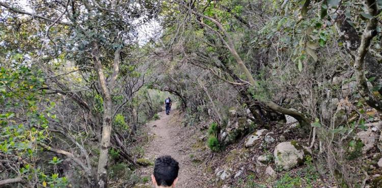 un sentiero forestale