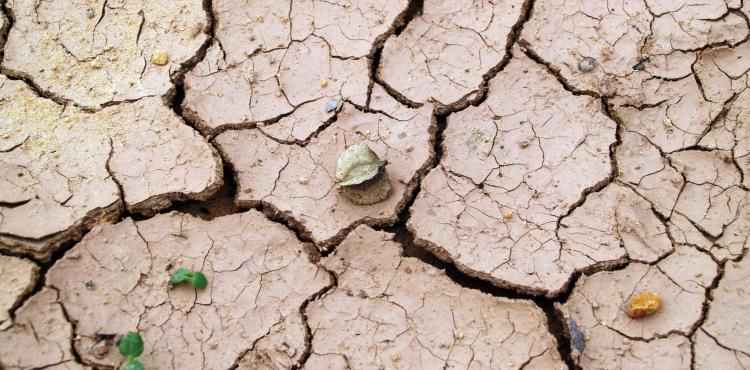 Terra arida